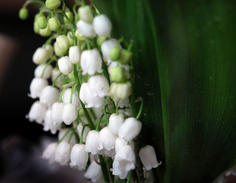 lilly of valley ландыши, букет