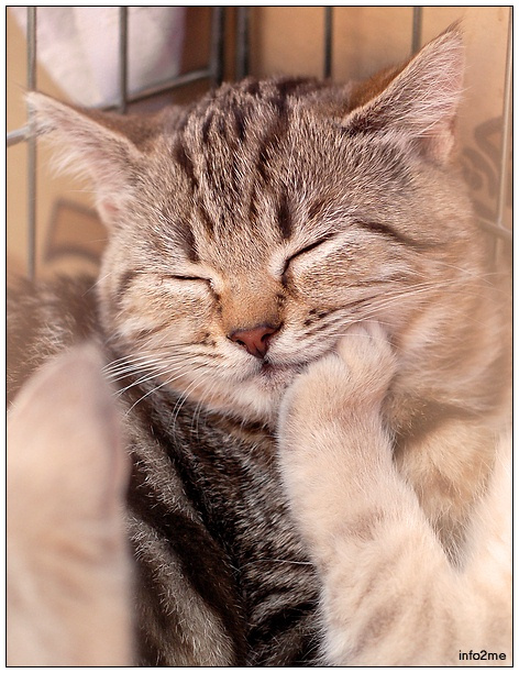 Я не сплю - я Думаю! Кот кошка сон клетка мысль