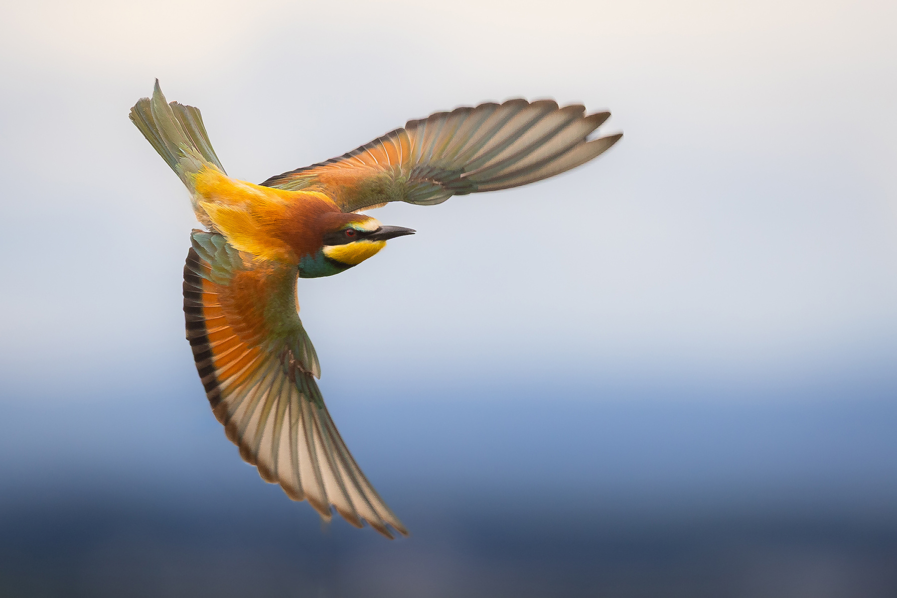 Bee-eater 