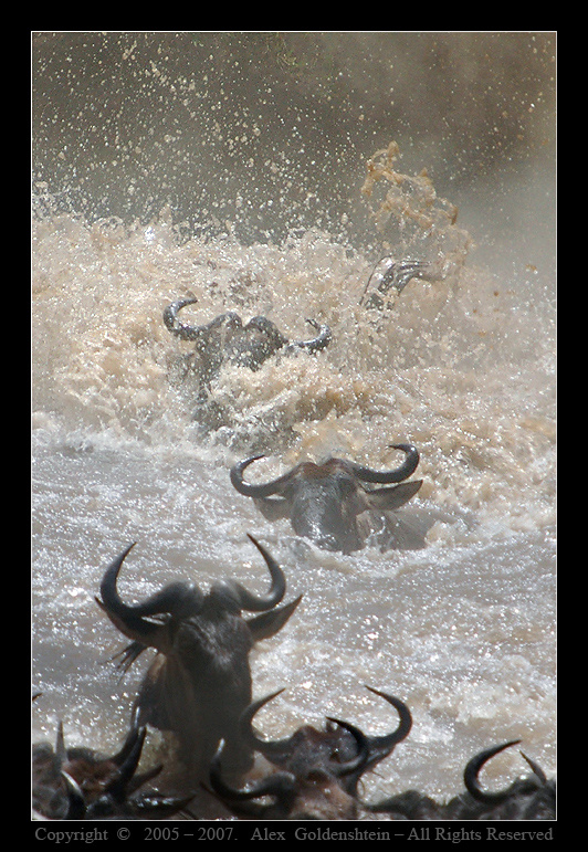 Миграция антилоп Гну. Crossing, Миграция, Африка, Кения, Масай, Мара, Август, 2006