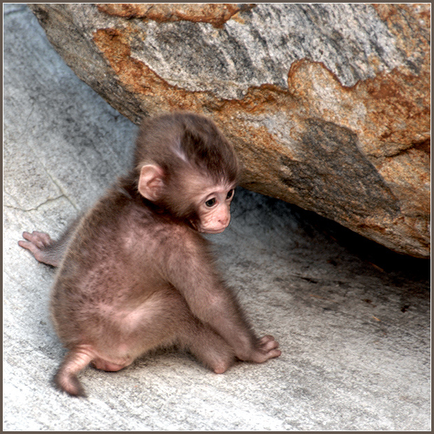 И скучно, и грустно... японский макак Macaca fuscata