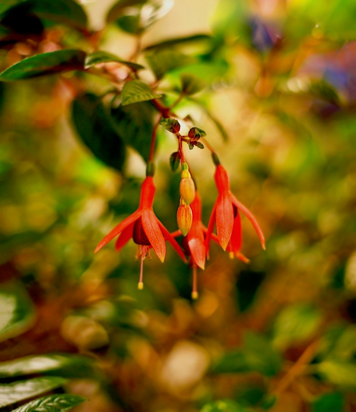 Fuchsia Plants 