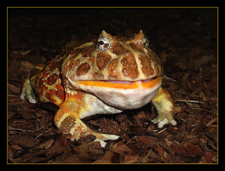 Кокетка жаба-рогатка Ceratophrys