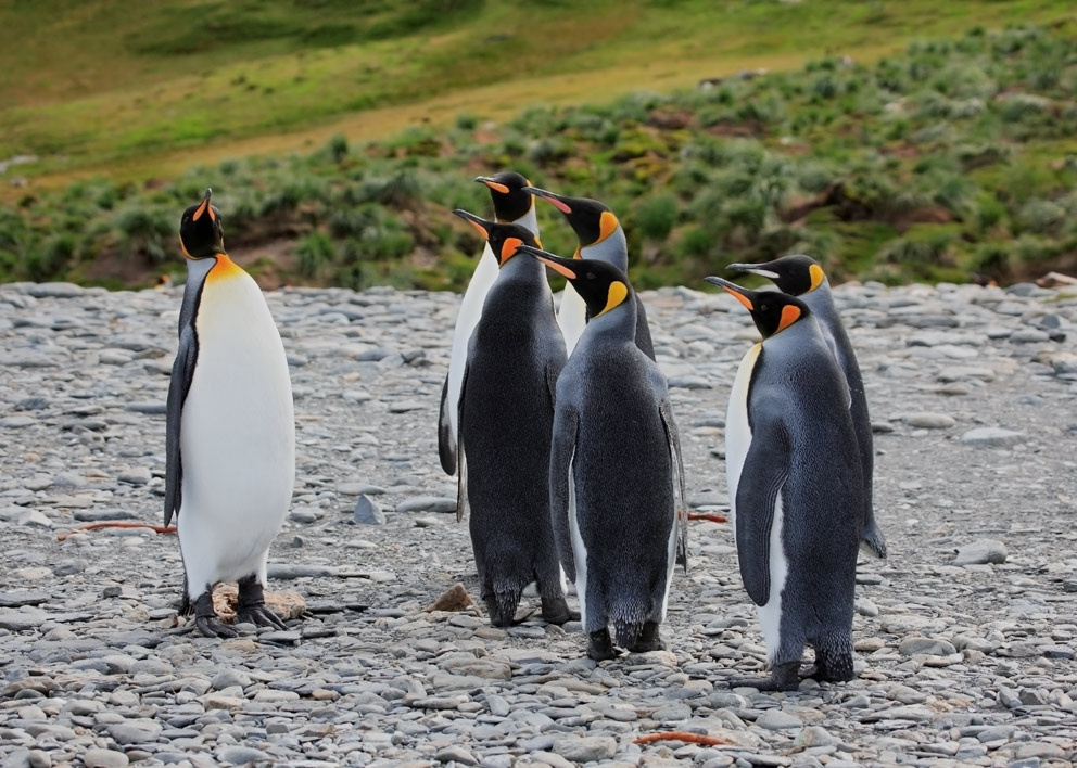 ??? King penguins 6+1