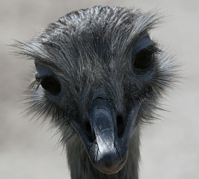 Грустное личико... страус  грусть zoo