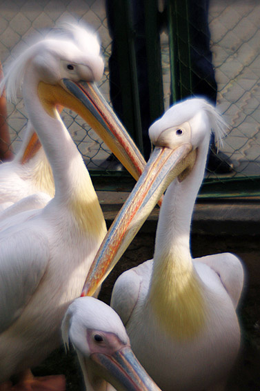 гуси-лебеди-пеликаны пеликан птицы зоопарк birds pelican zoo