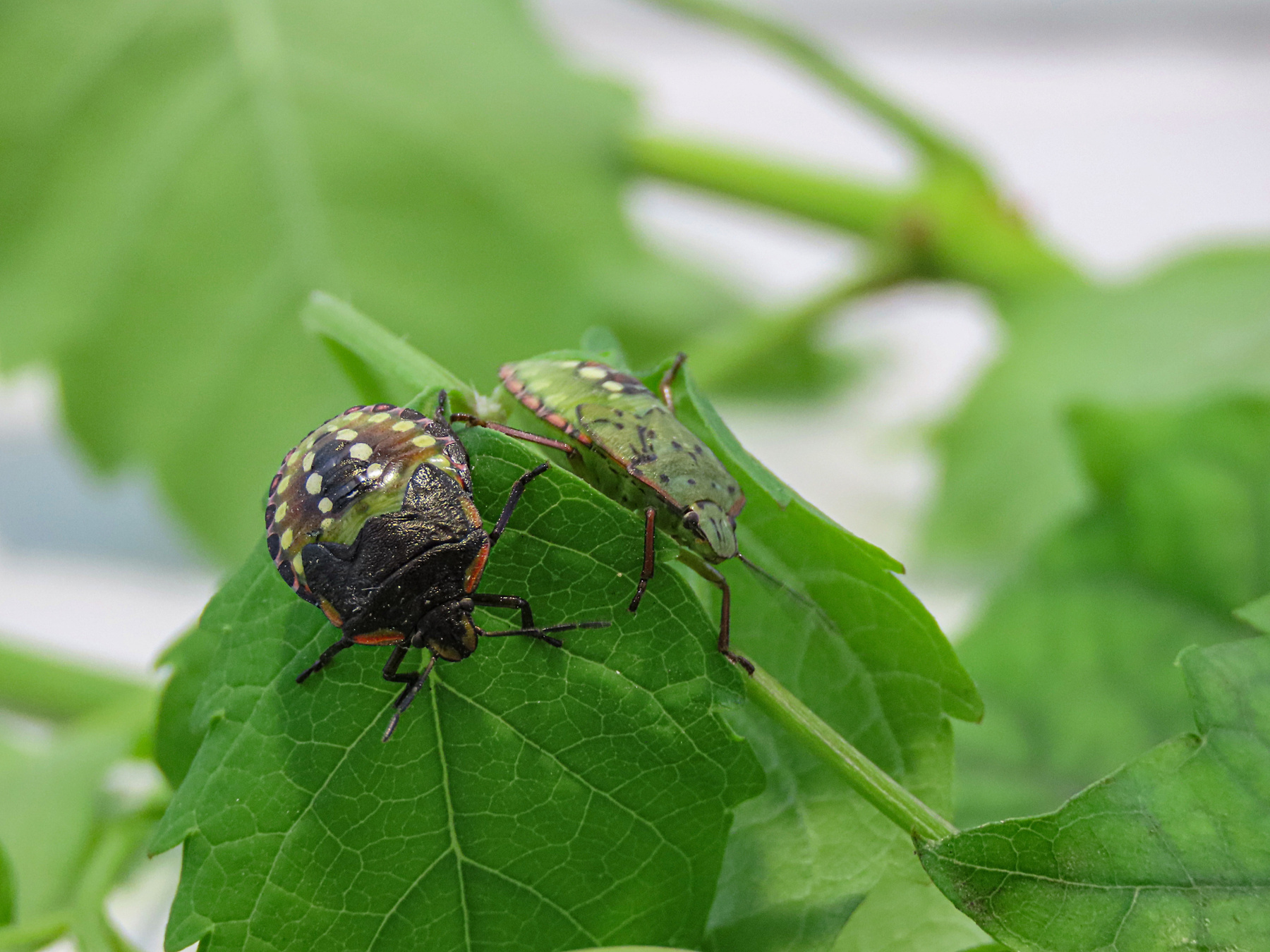 зелёный  клоп (Nezara viridula L.) макро клоп насекомые