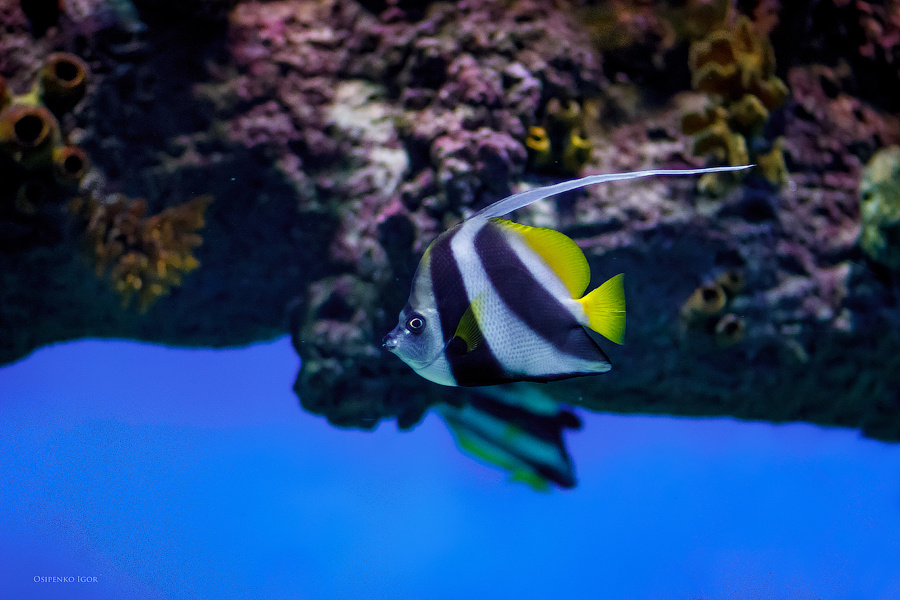 Heniochus acuminatus подводный мир