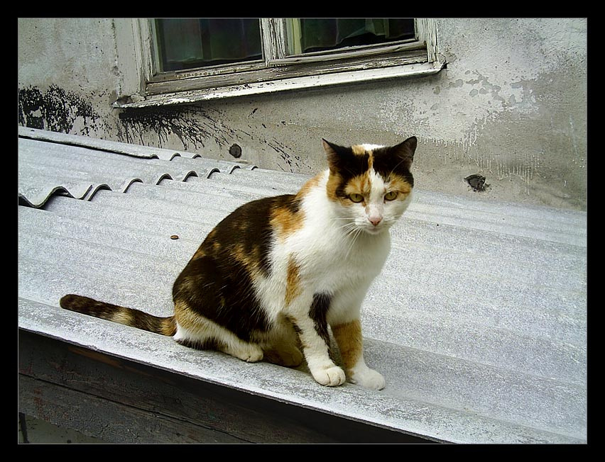 пришла, разбудила, еще и фотать пытается! кошка крыша улица ...