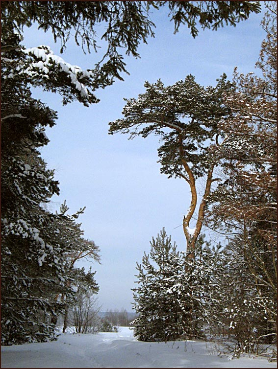 Шишкинское. зима лес сосны шишкин