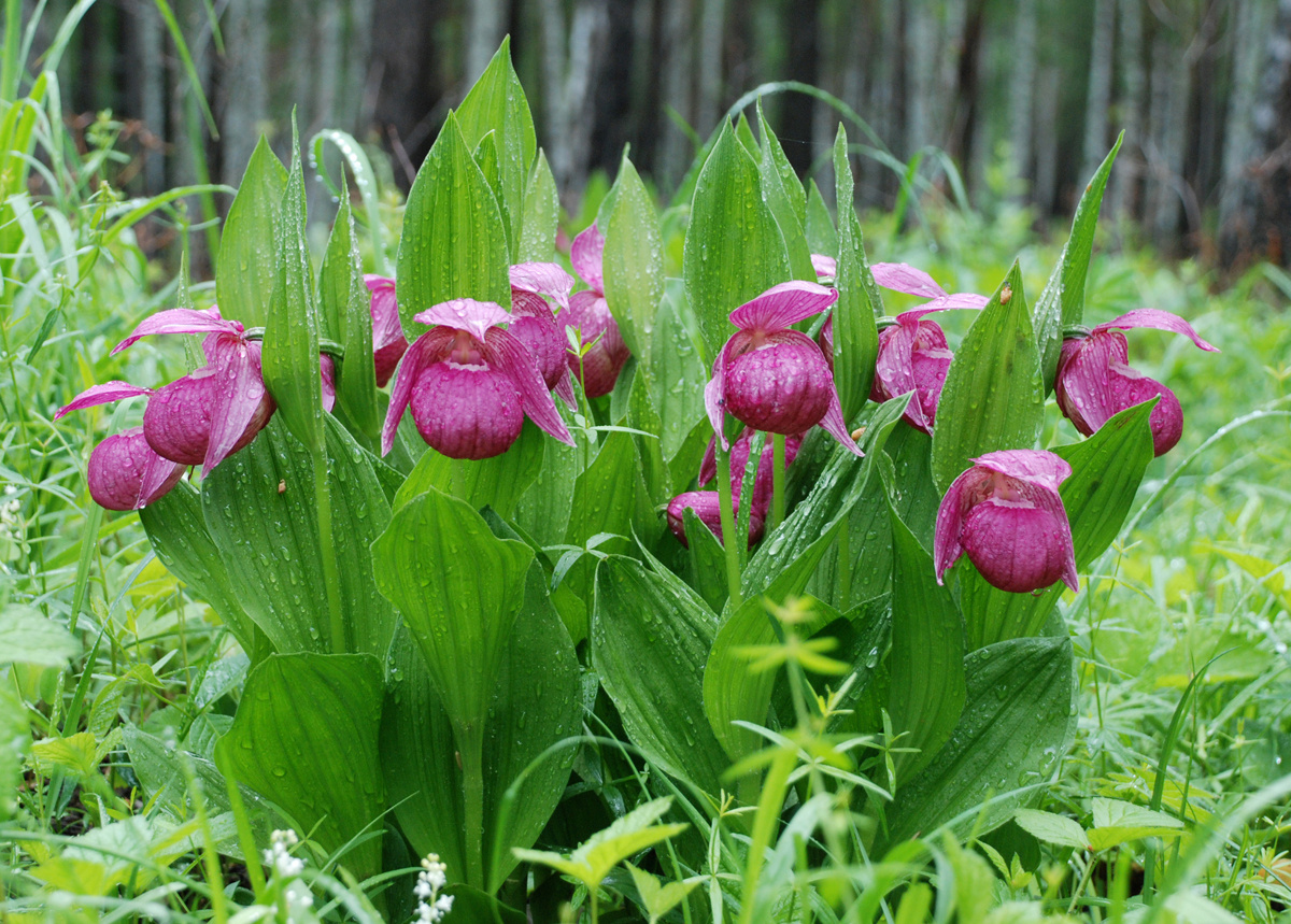 Башмачок крупноцветковый (Cypripedium macranthon) Цветы Башмачок крупноцветковый Cypripedium macranthon