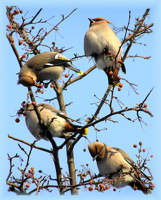 Прилетели свиристели Свиристель waxwing