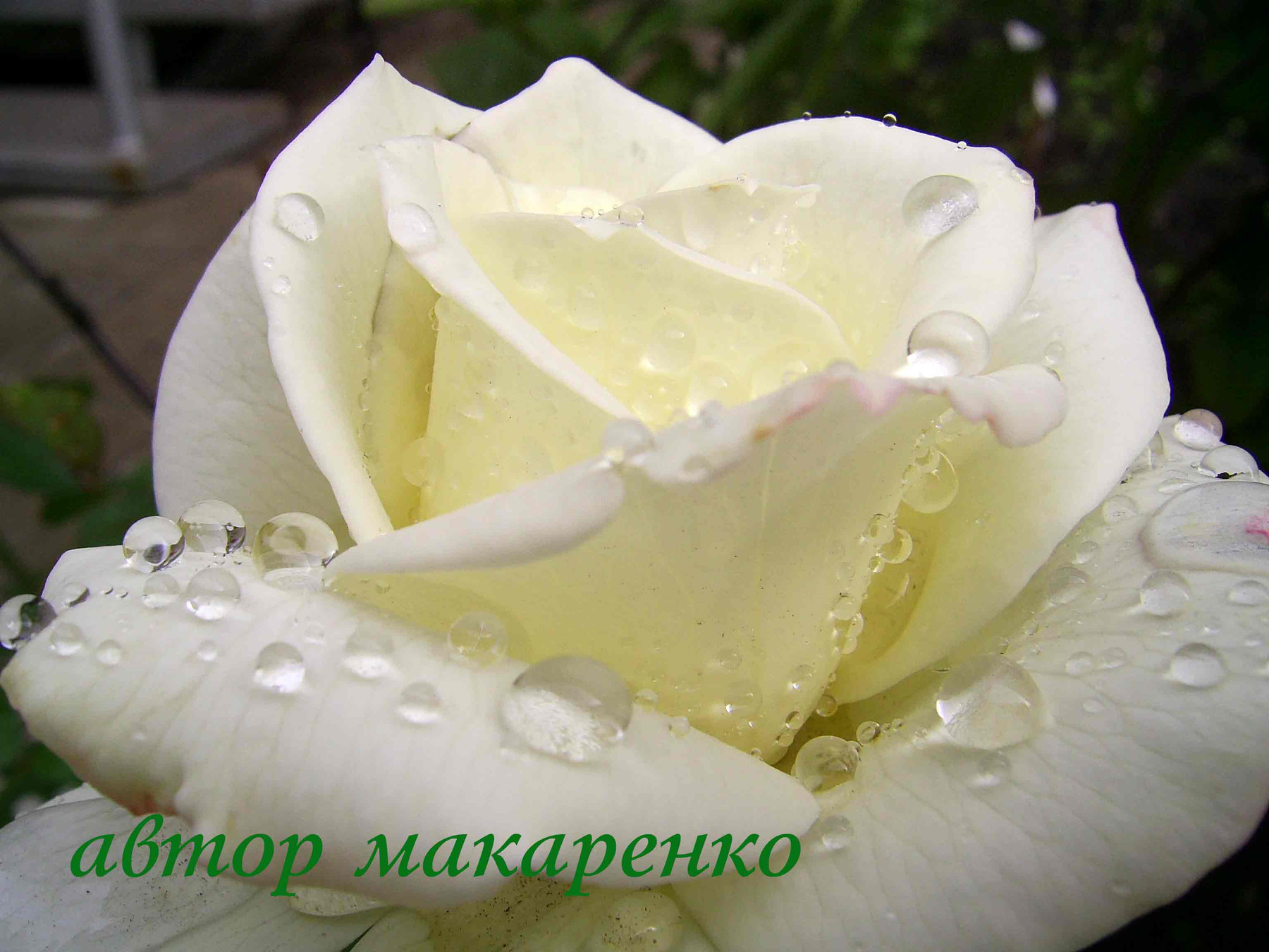 роза после дождя 