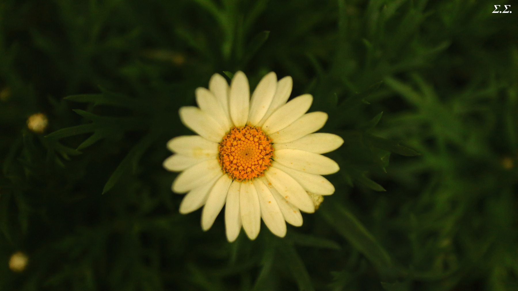 DAISY 