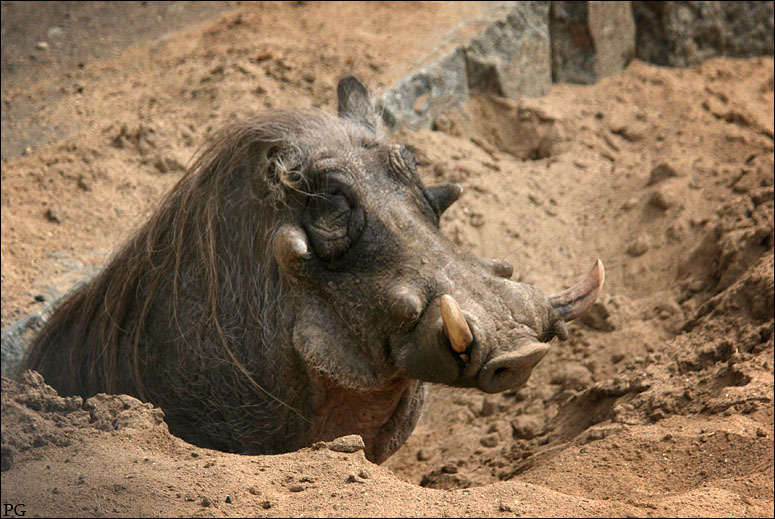 рыло рылом. zoo