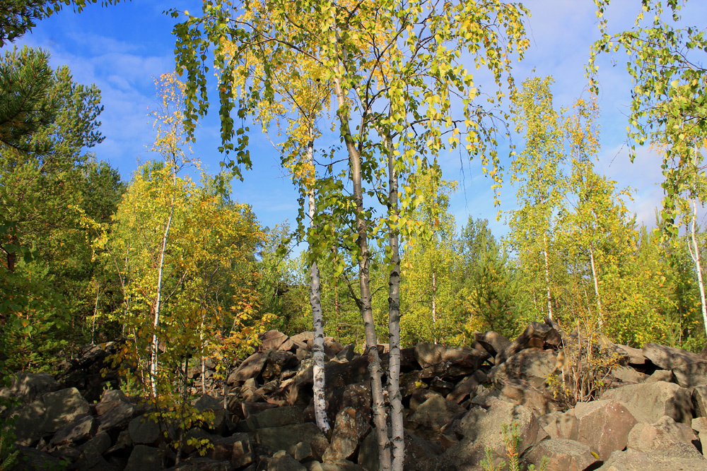 Ранняя осень берёзы осень Карелия