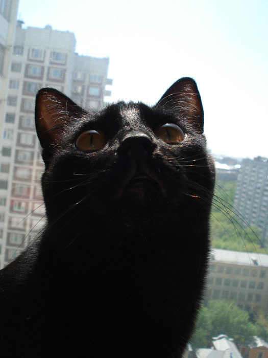 котомодель2 кошка