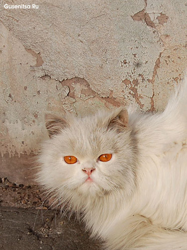 Бездомный дьявол Коты, кошки, котята