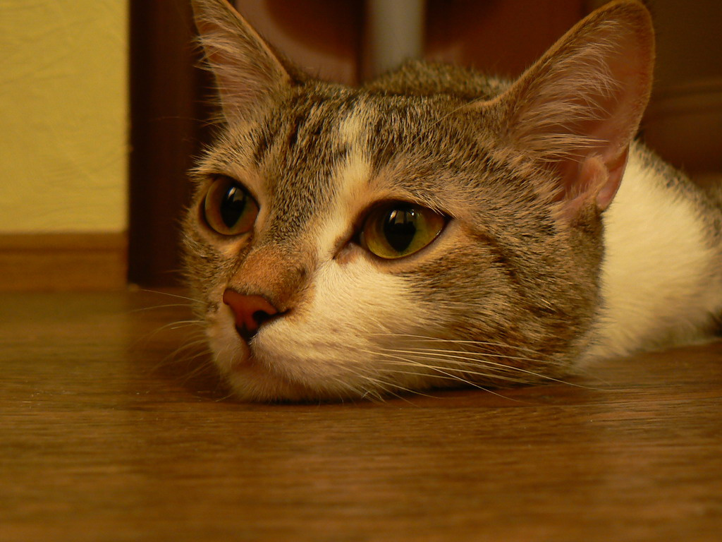 тоска cat