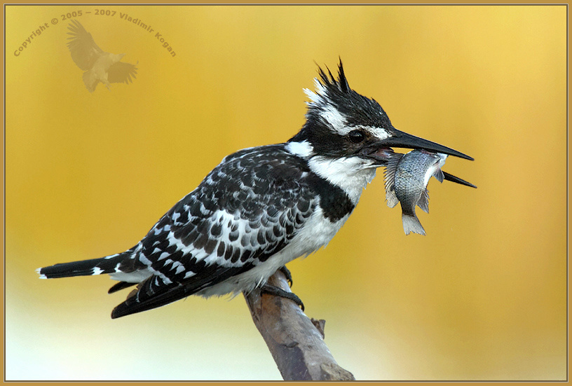 Про удачную рыбалку Kingfisher
