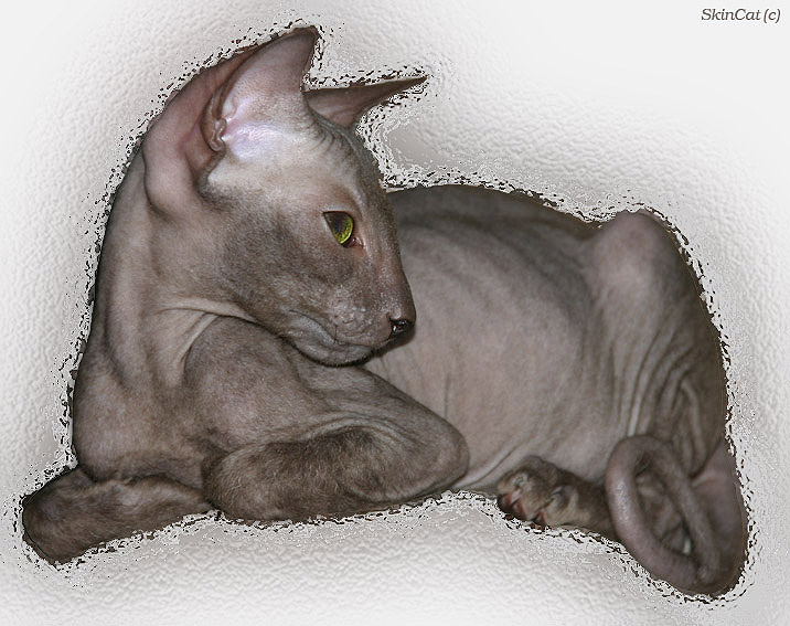 Skin Cat Bohemian Rapsody. Репост. Котёнок, сфинкс.