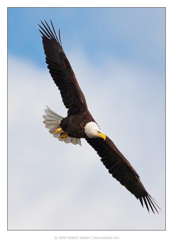 Парящий белоголовый орлан bald eagle maryland us