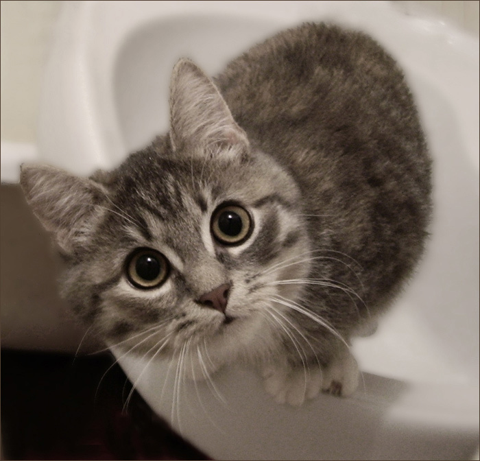 кто здесь!? котя