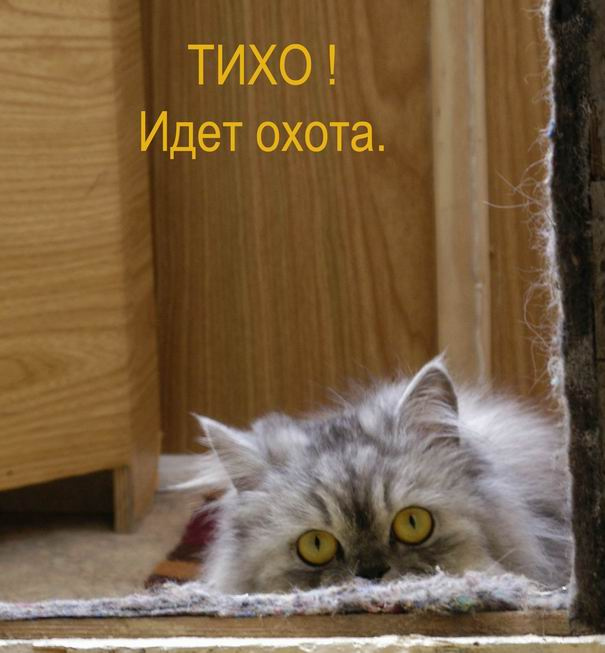 Тихо! Идет охота. кошка
