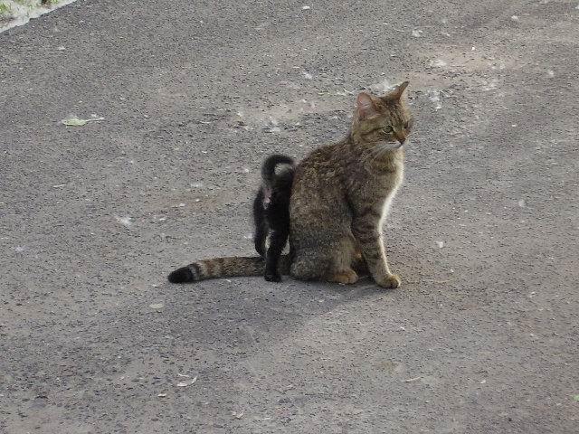 мамочка кошка котенок