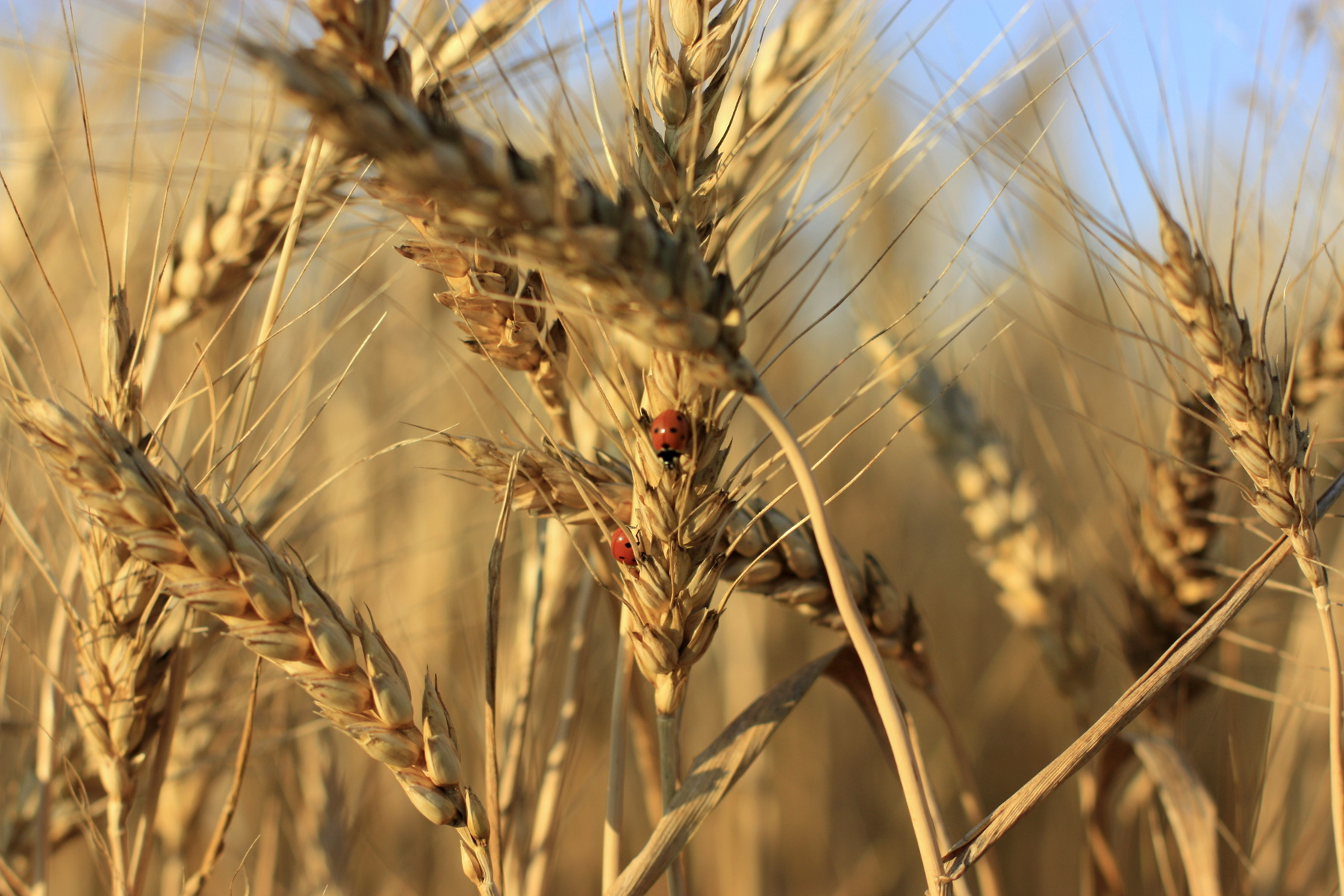Fields of gold природа
