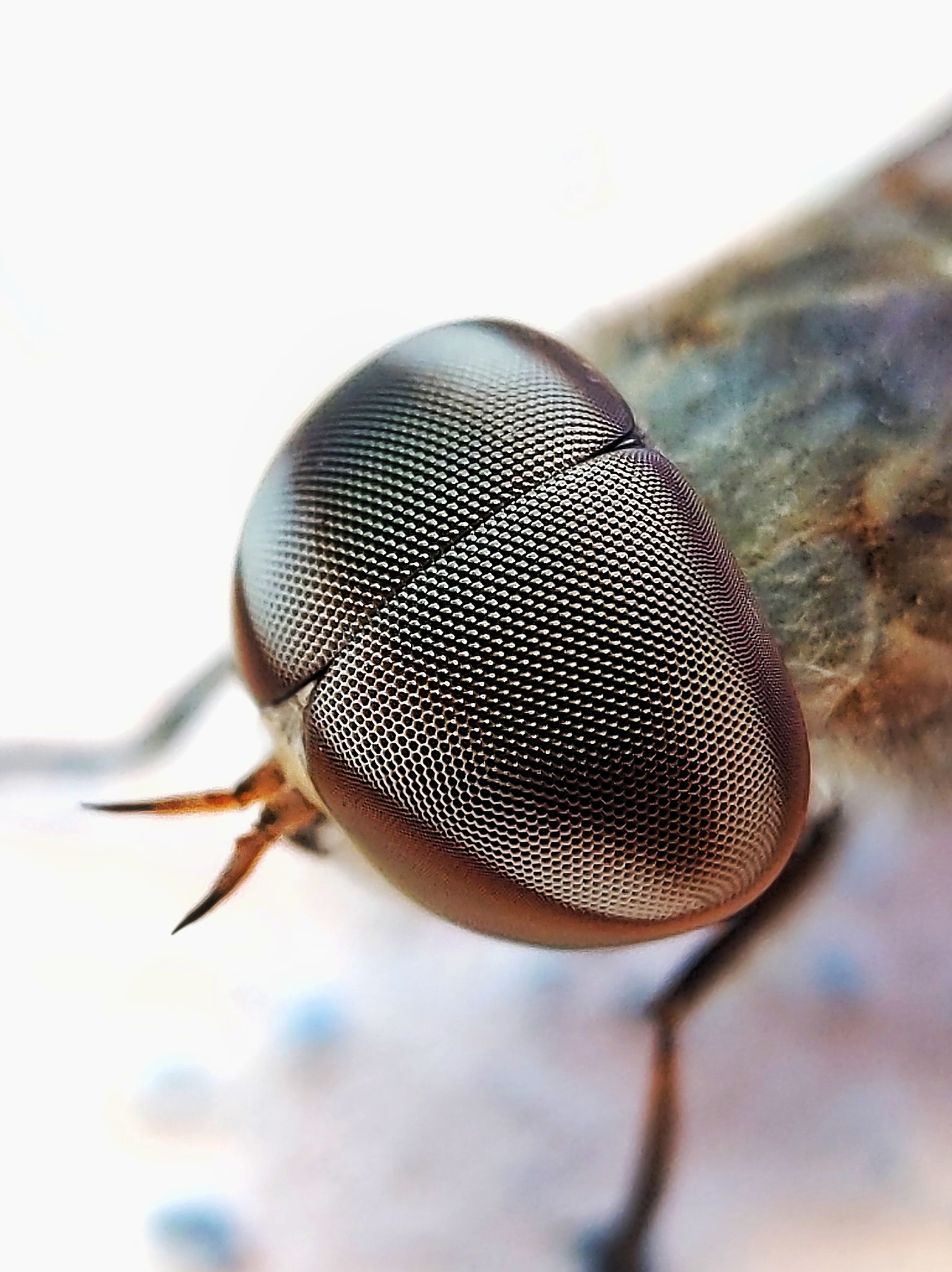 Horsefly eyes 