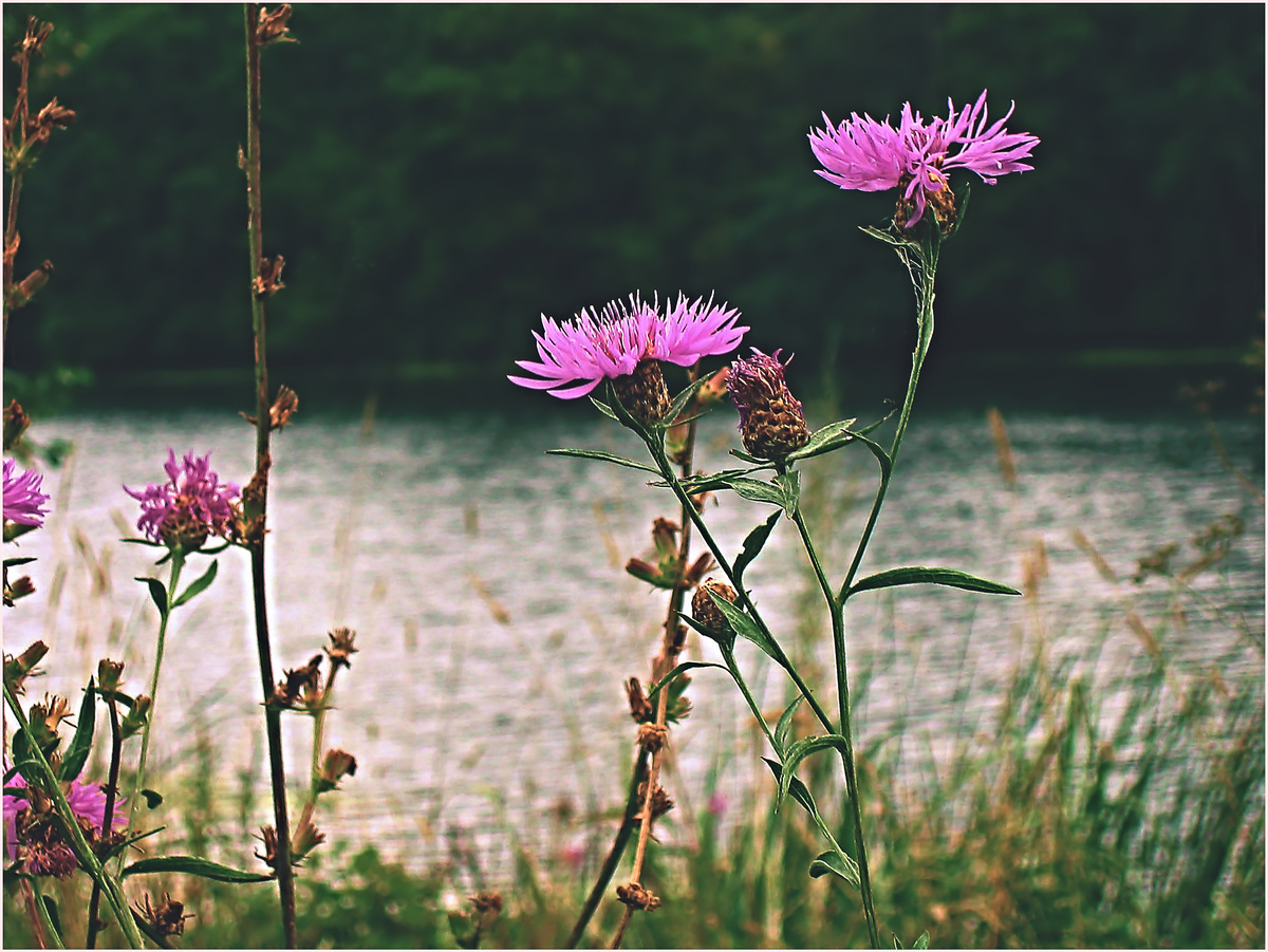*** природа Липецк