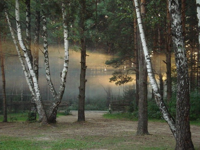 Закат в Подмосковье закат лес деревья