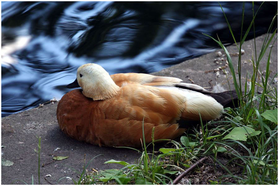У воды вода, утка, огарь