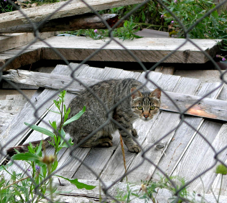 Сижу за решеткой... кот, забор