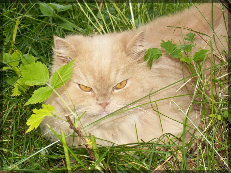 Кошак 