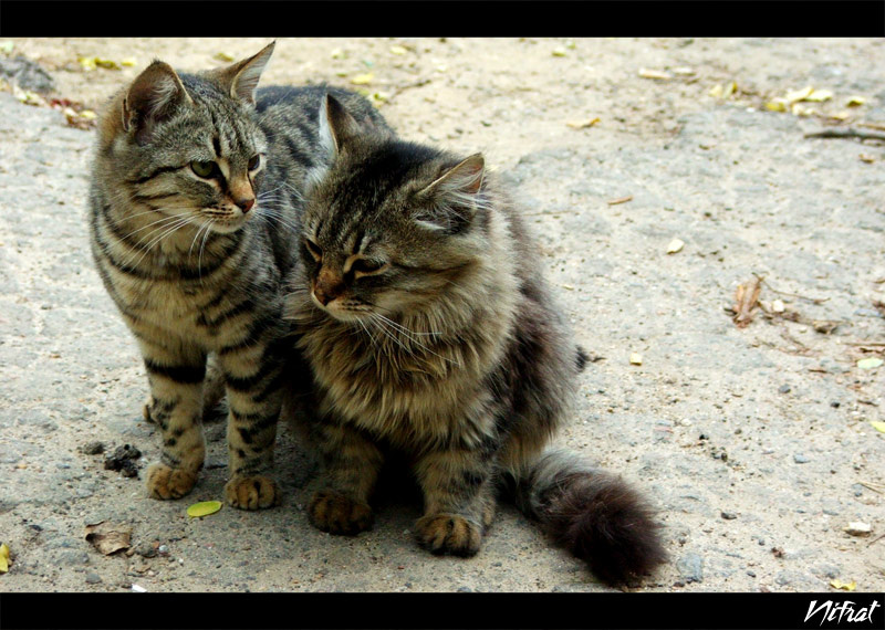Я хотел тебе сказать... Одесса, Осень, Коты