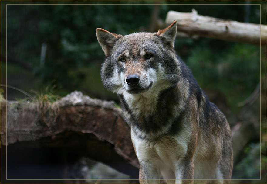 Вожак Вожак Волк Зоопарк Иннсбрук alpenzoo