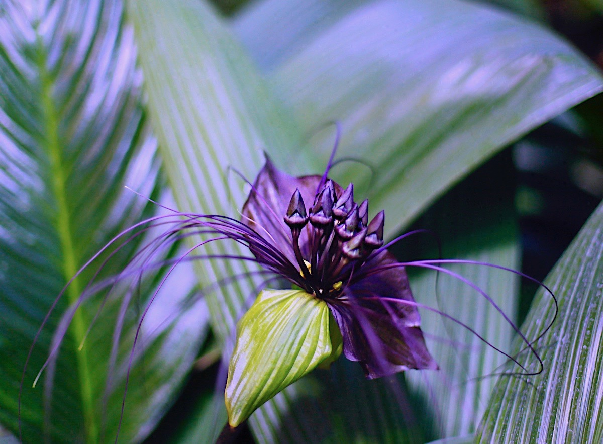 Tacca Chantrieri 