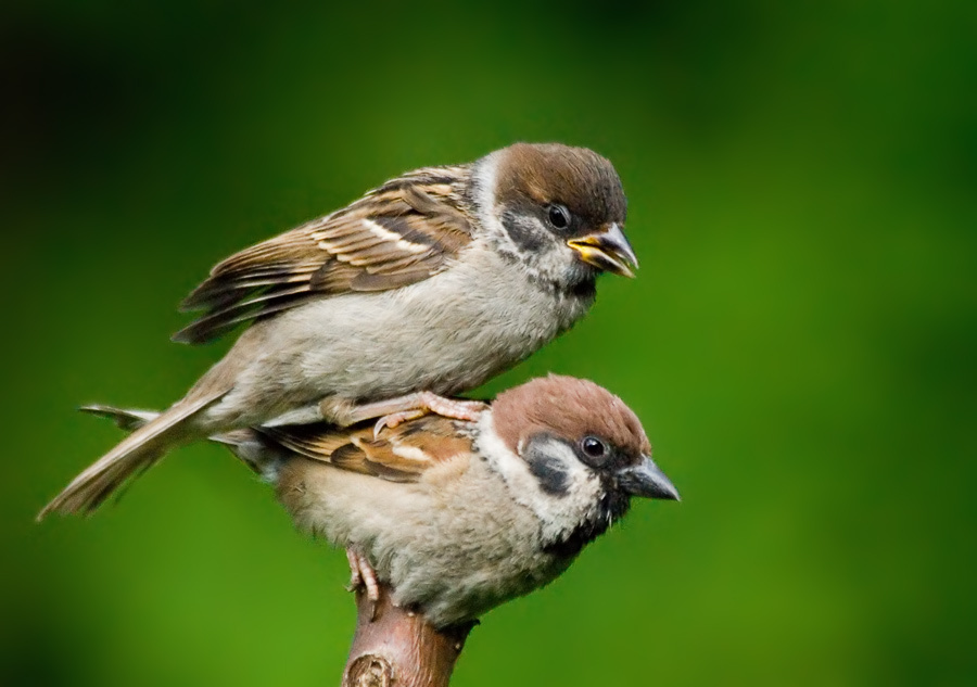 Спиногрыз Полевой воробей, Tree Sparrow, Passer montanus, спиногрыз