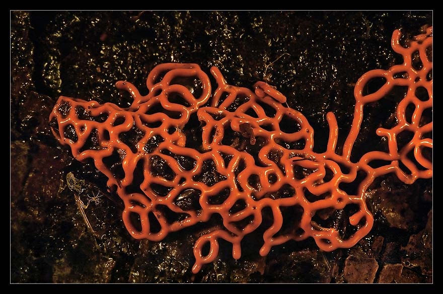 Послание землянам гриб миксомицет Hemitrichia serpula