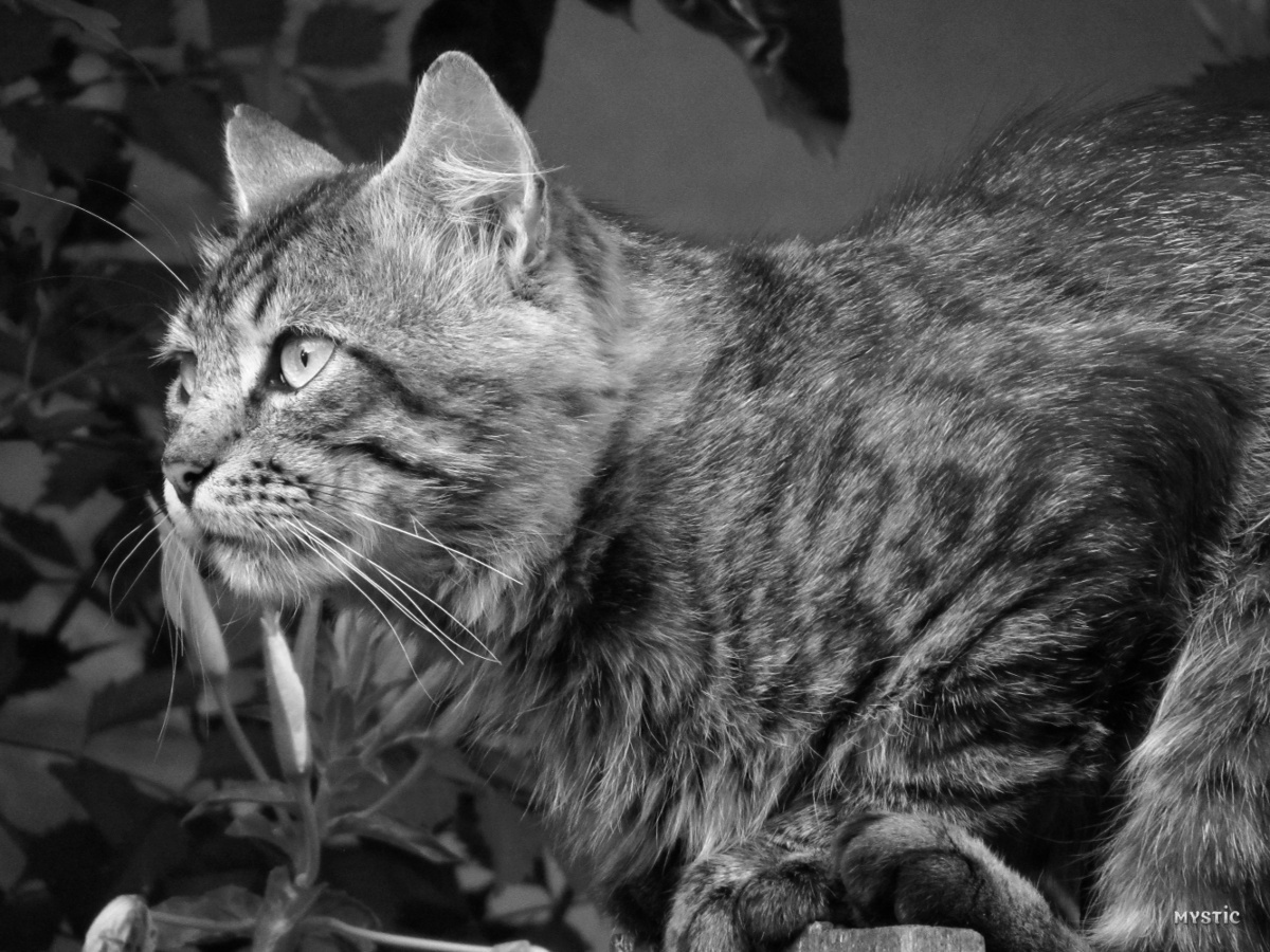 *** cat