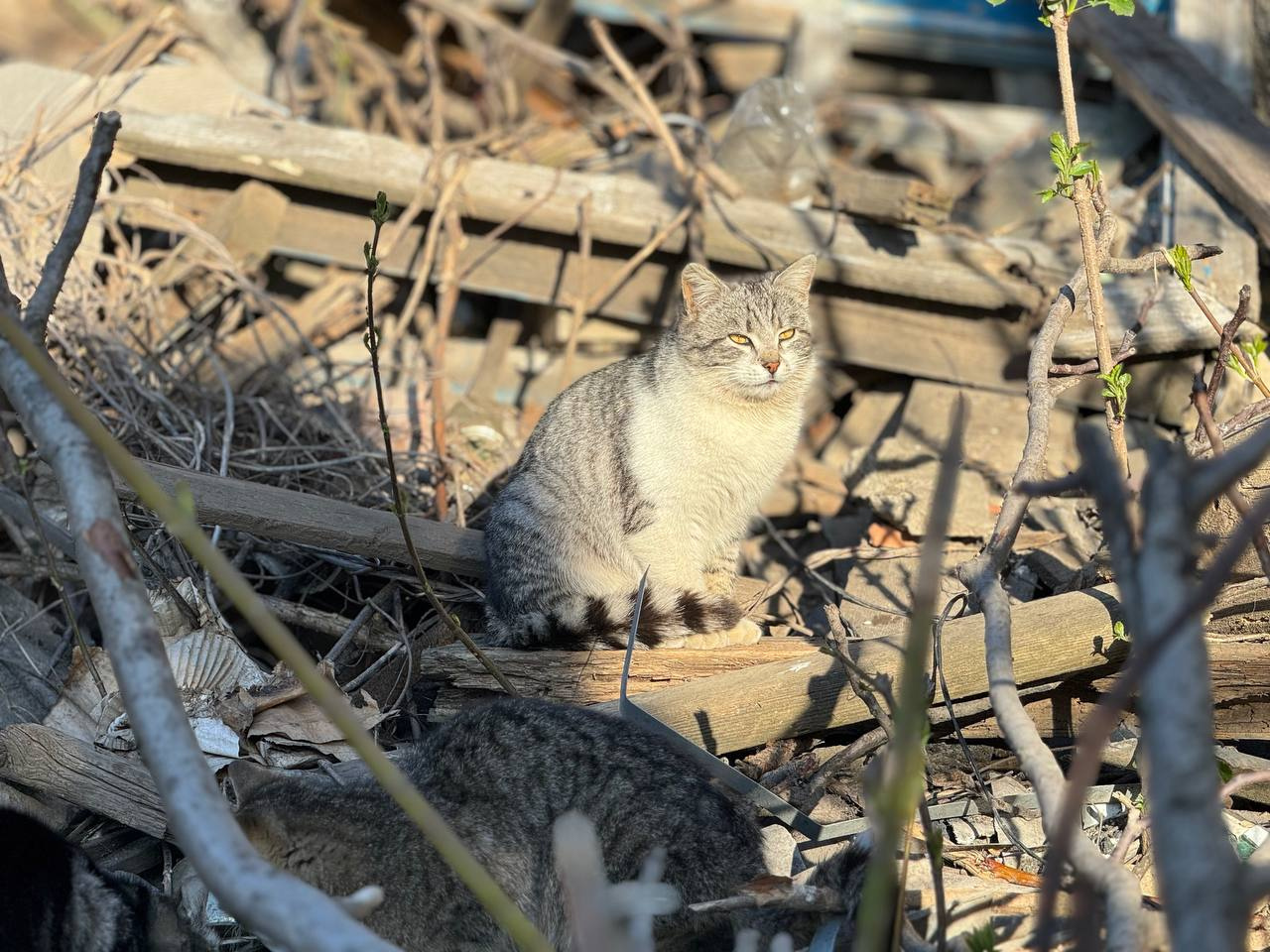 Коты на службе_4 Denis Neprokin