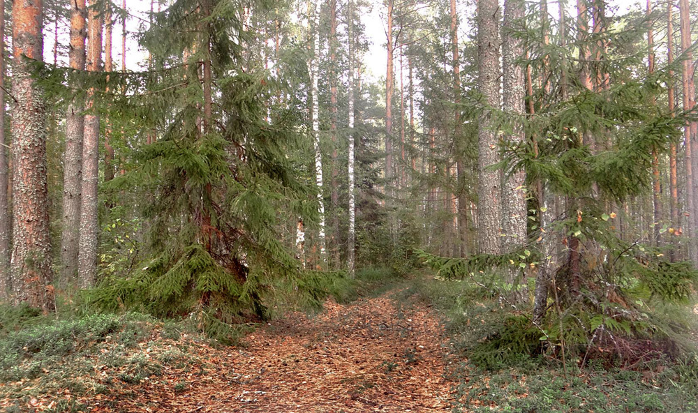 в лесу 