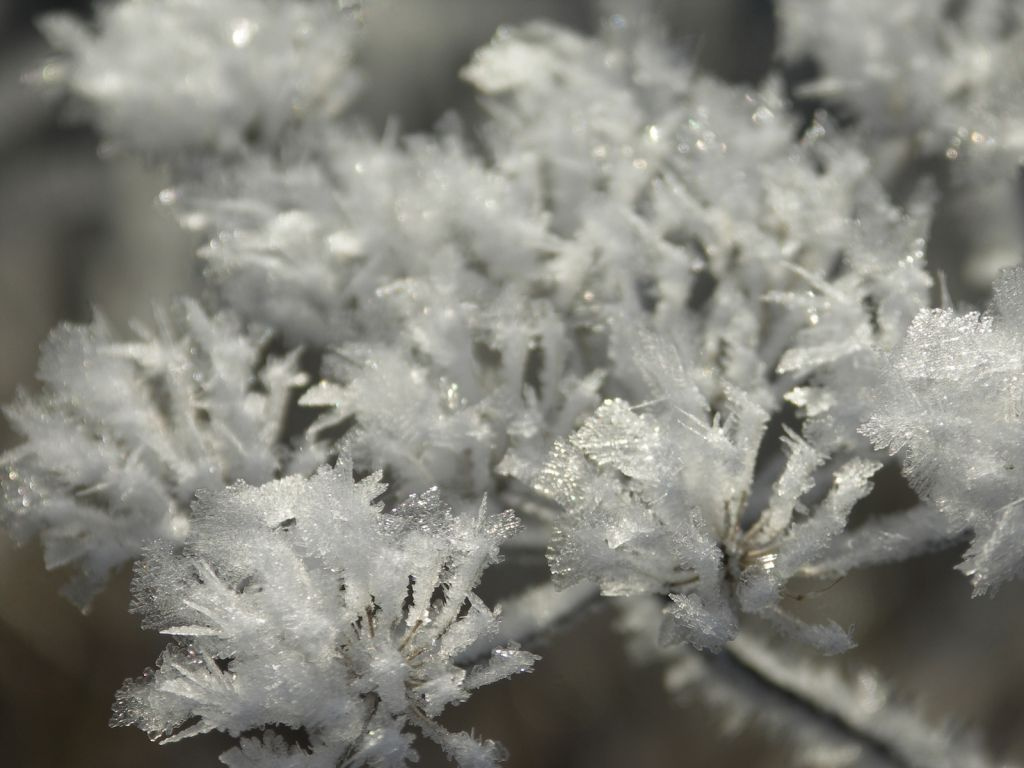 October frost Иней Мороз Макро