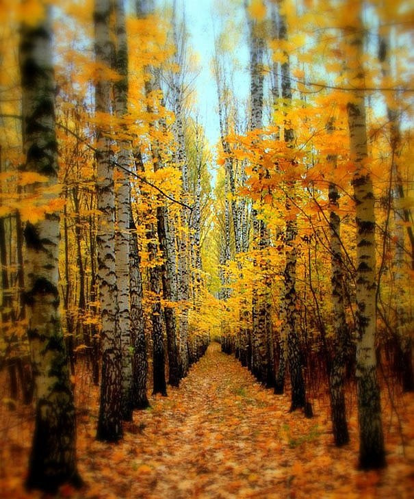 елло клен, осень