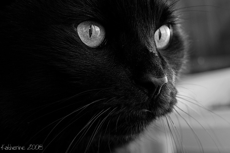 My dear кот кошки