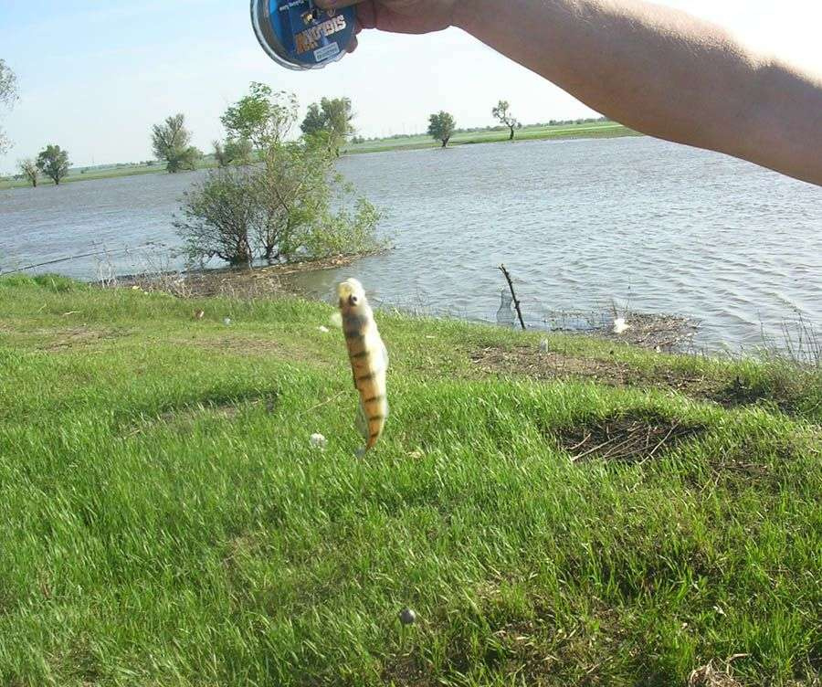 а вот и рыбка... 