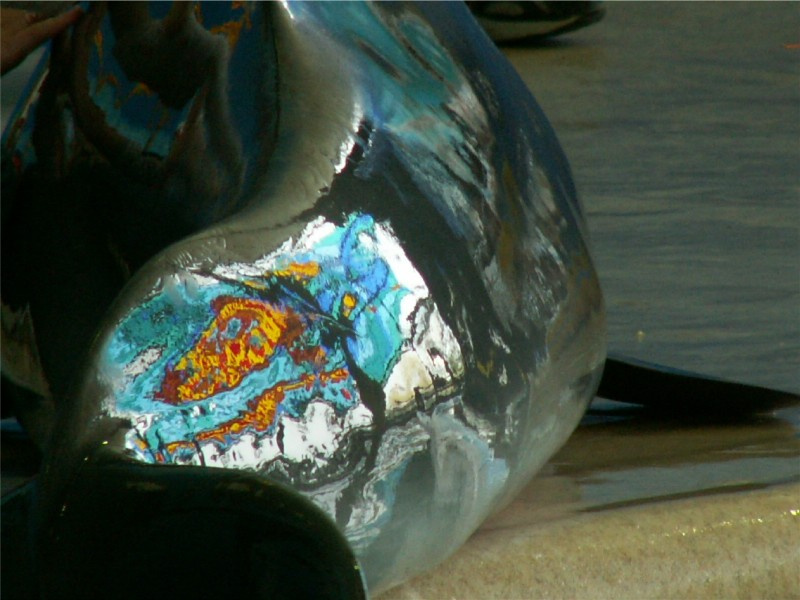 Dolphin\'s colours Дельфин, бассейн, спина