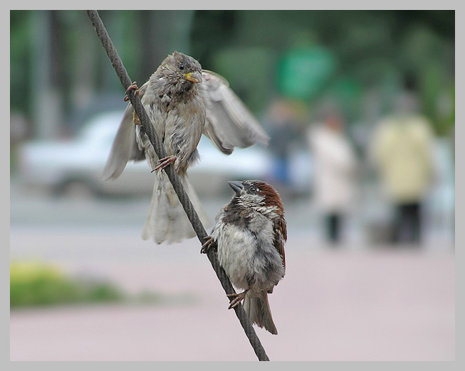 Уличный флирт Воробей мачо